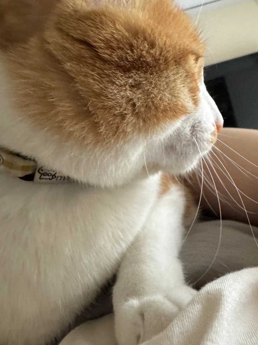 做小猫每天还要叫妈妈起床 好累呀
妈妈为什么不能自己起来