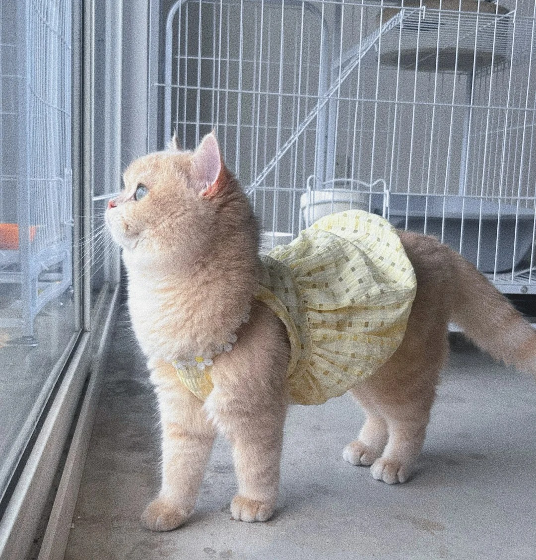 春天是穿小裙子的季节🌼
小猫咪也不例外