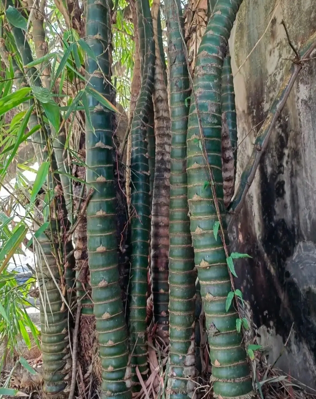闺蜜去四川旅游时，遇到了一片不认识的绿植，于是给我发来了照片向我请教这些绿植是什