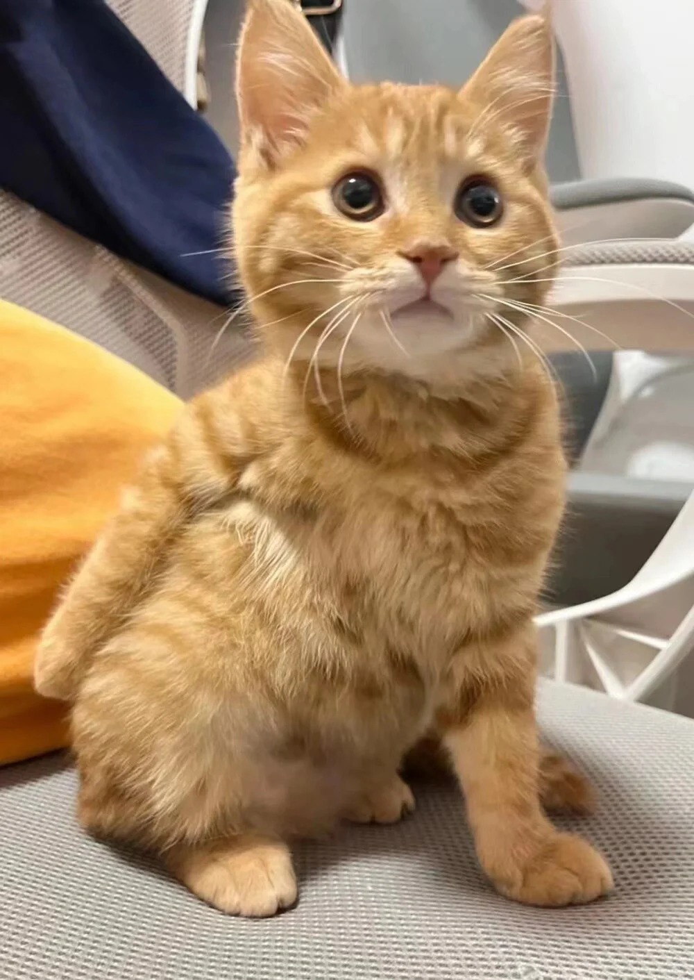 好奇你们给橘猫都起什么名字！！！
路过的留下自己的橘猫，为啥橘猫都免不了掉毛呢？