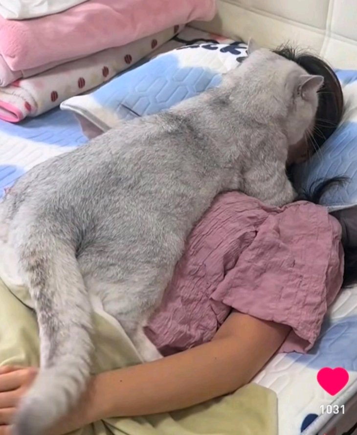 十几斤了，还觉得自己是一只小猫咪 每天晚上它都要趴上来，压的我喘不过气了