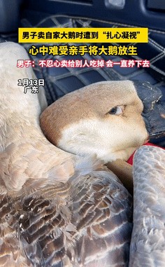 男子卖鹅被鹅看哭决定不卖

                          