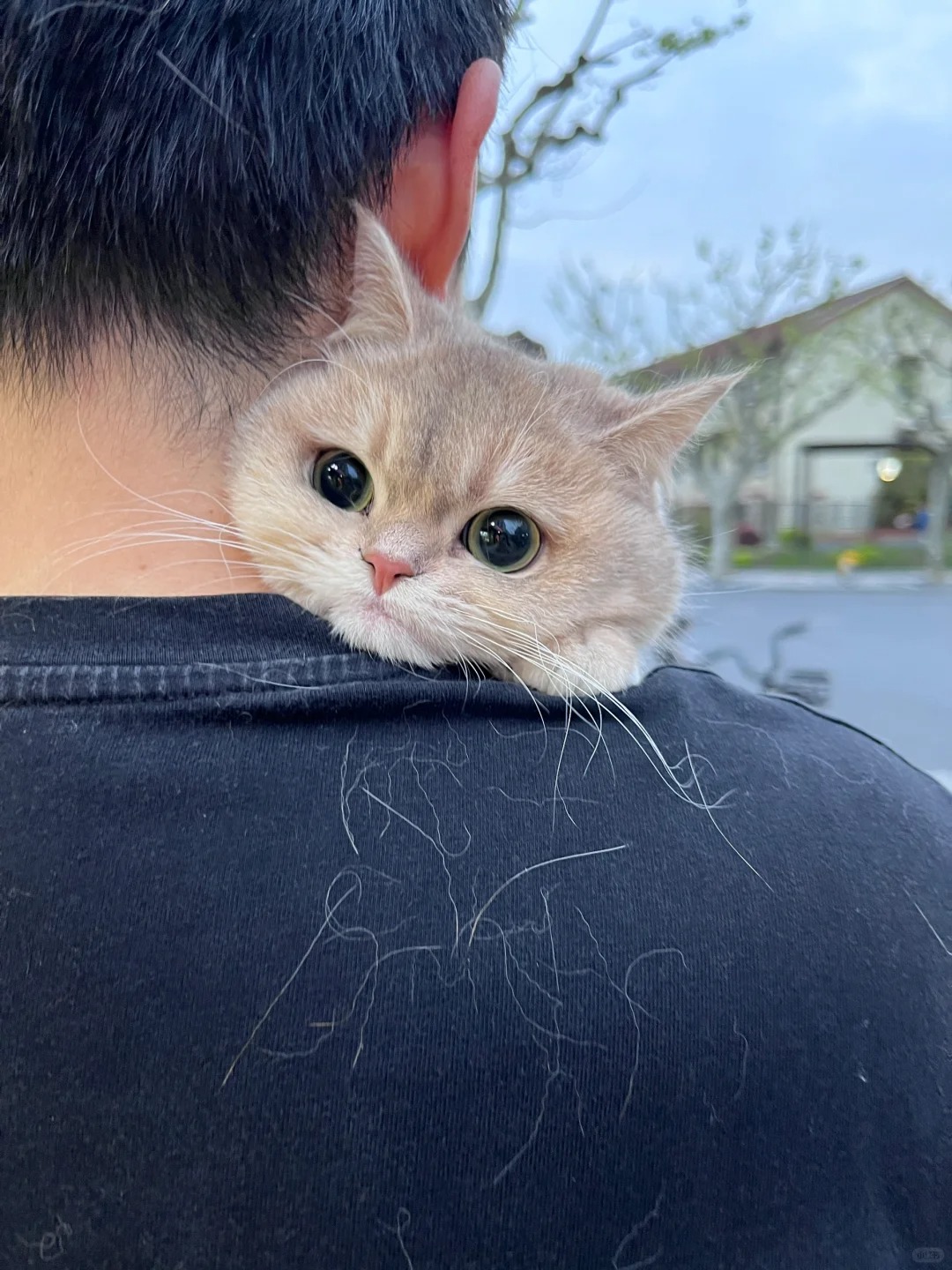 脱毛小猫出门记
就出门买个水果给小猫吓个半死