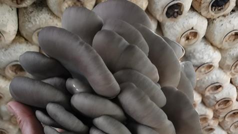 你发现没？正月未过完，除鸡蛋遇冷外，这四种蔬菜也成“冷门”选择