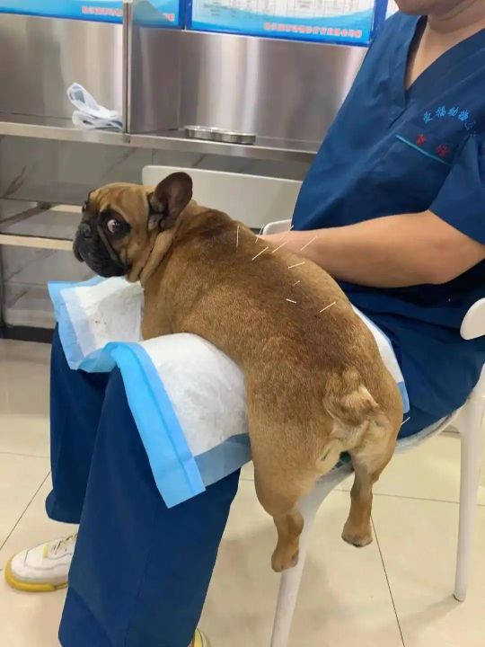这狗子比孩子还难养
