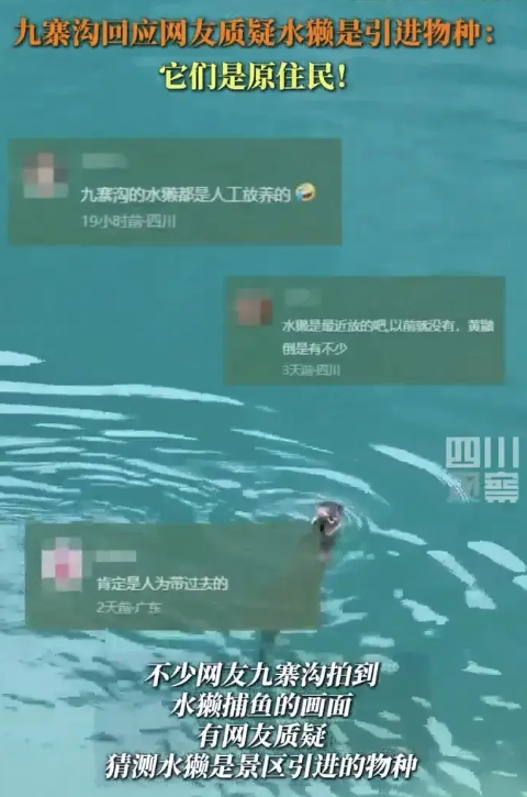 外来生物把九寨沟的鱼吃光了？连日来，有不少游客在九寨沟景区内拍摄到水獭在“海子”
