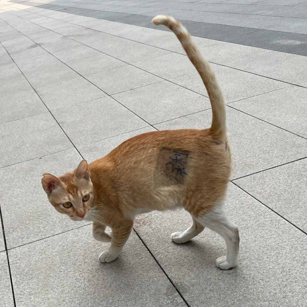 🐱：猫猫我呀，今天也有个新身份了
今天回来看到小区里的流浪猫“转正了”
远远看
