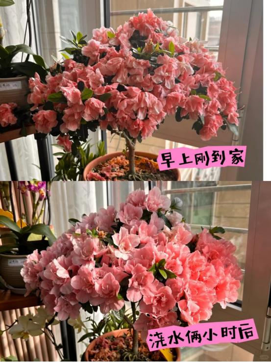 杜鹃花就开始上市了，但买回家就后悔