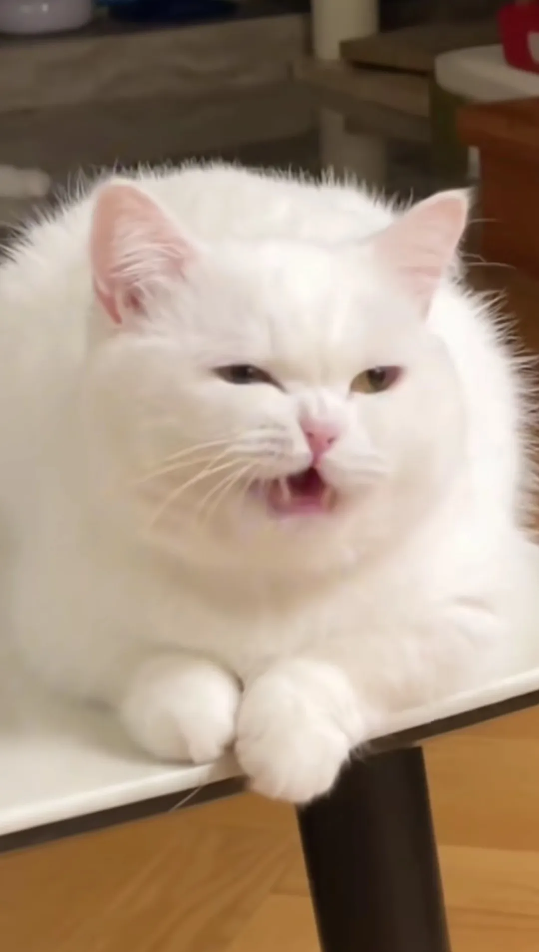 小猫咪的笑有着神奇的魔力