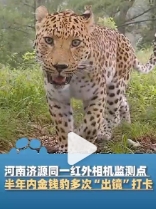 河南济源太行山猕猴国家级自然保护区，工作人员多次发现国家一级保护野生动物金钱豹的