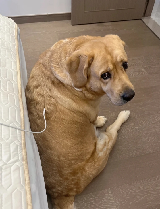 狗竟然也想给自己充电