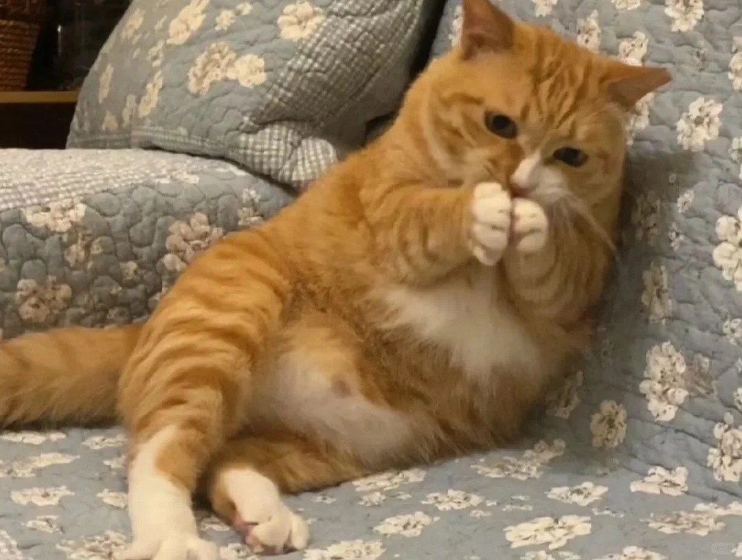 橘猫真的被淘汰了？
最近想养一只橘猫，感觉养它的人好少，都是养布偶银渐层的，这是