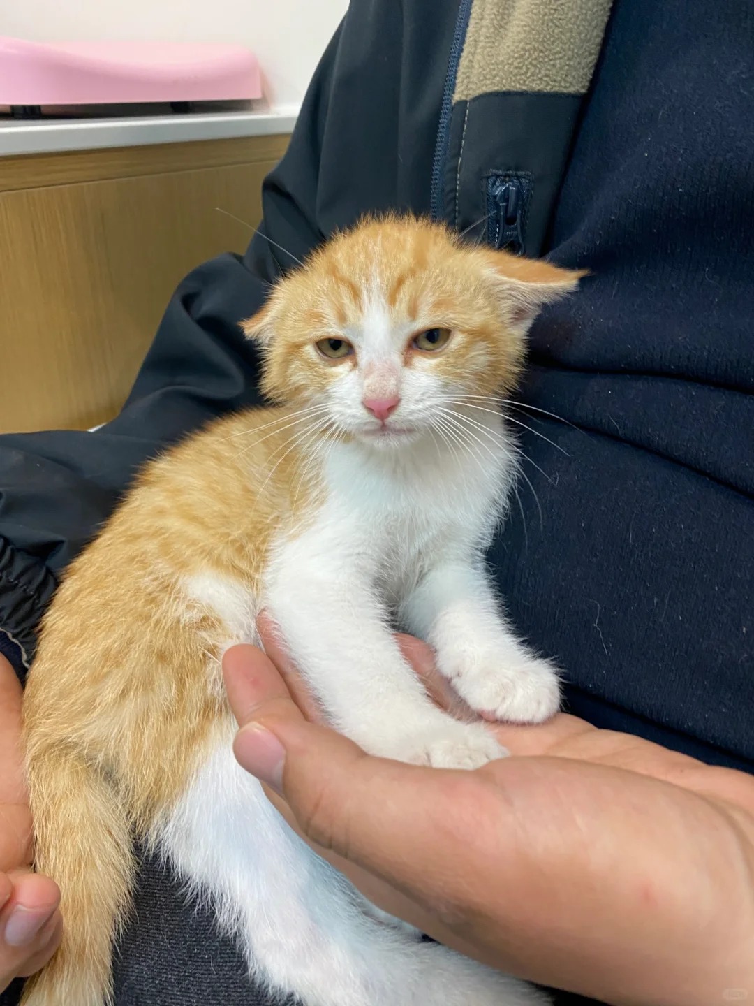 分享一张你觉得最好笑的猫片