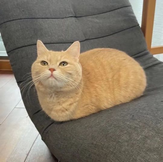 丝滑猫猫虫
