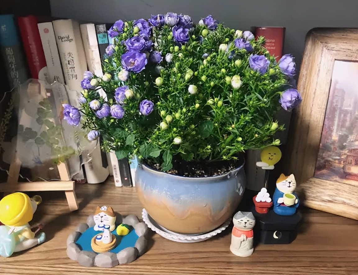神仙颜值的丹麦风铃草，耐阴开花多