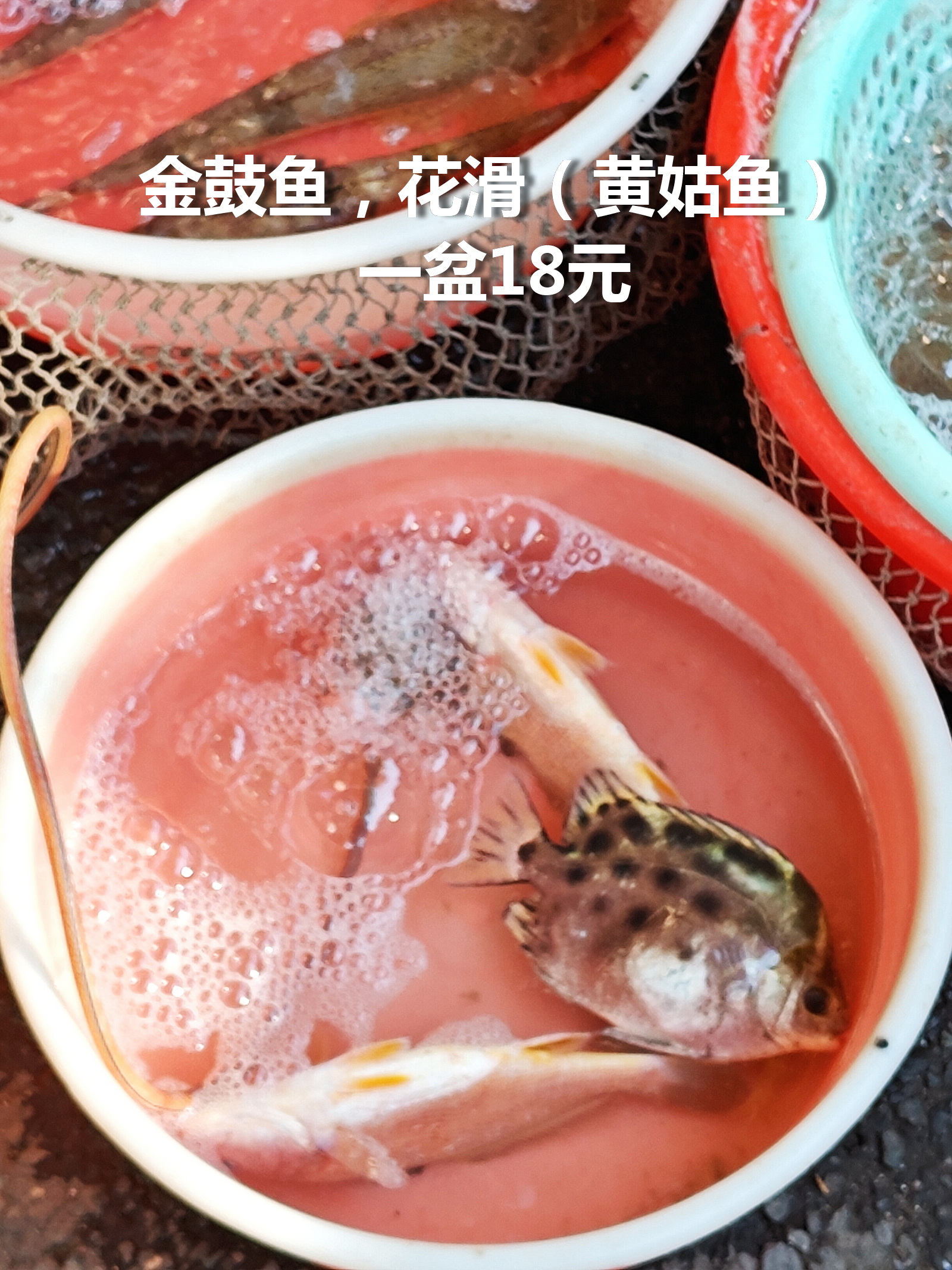 广州莲花山码头，三盆鱼，你选哪个？

1、一条金鼓鱼，两条花滑鱼（黄姑鱼），18