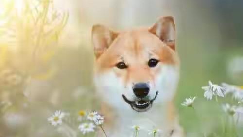 生女有所归，鸡狗亦得将。看看古人是如何描绘人类的忠实朋友犬