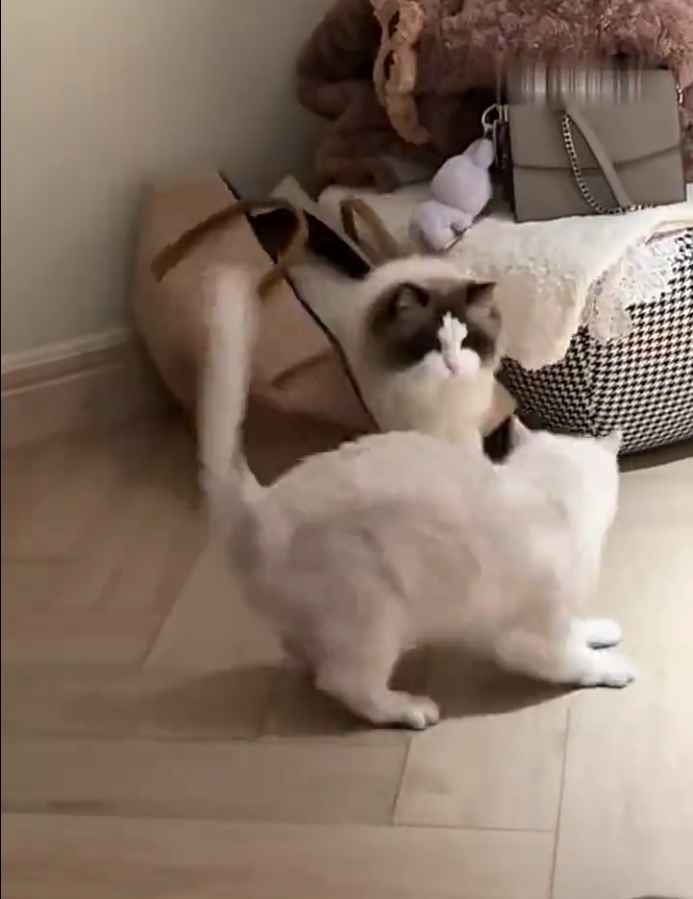 布偶猫：埋伏起来吓它一跳！