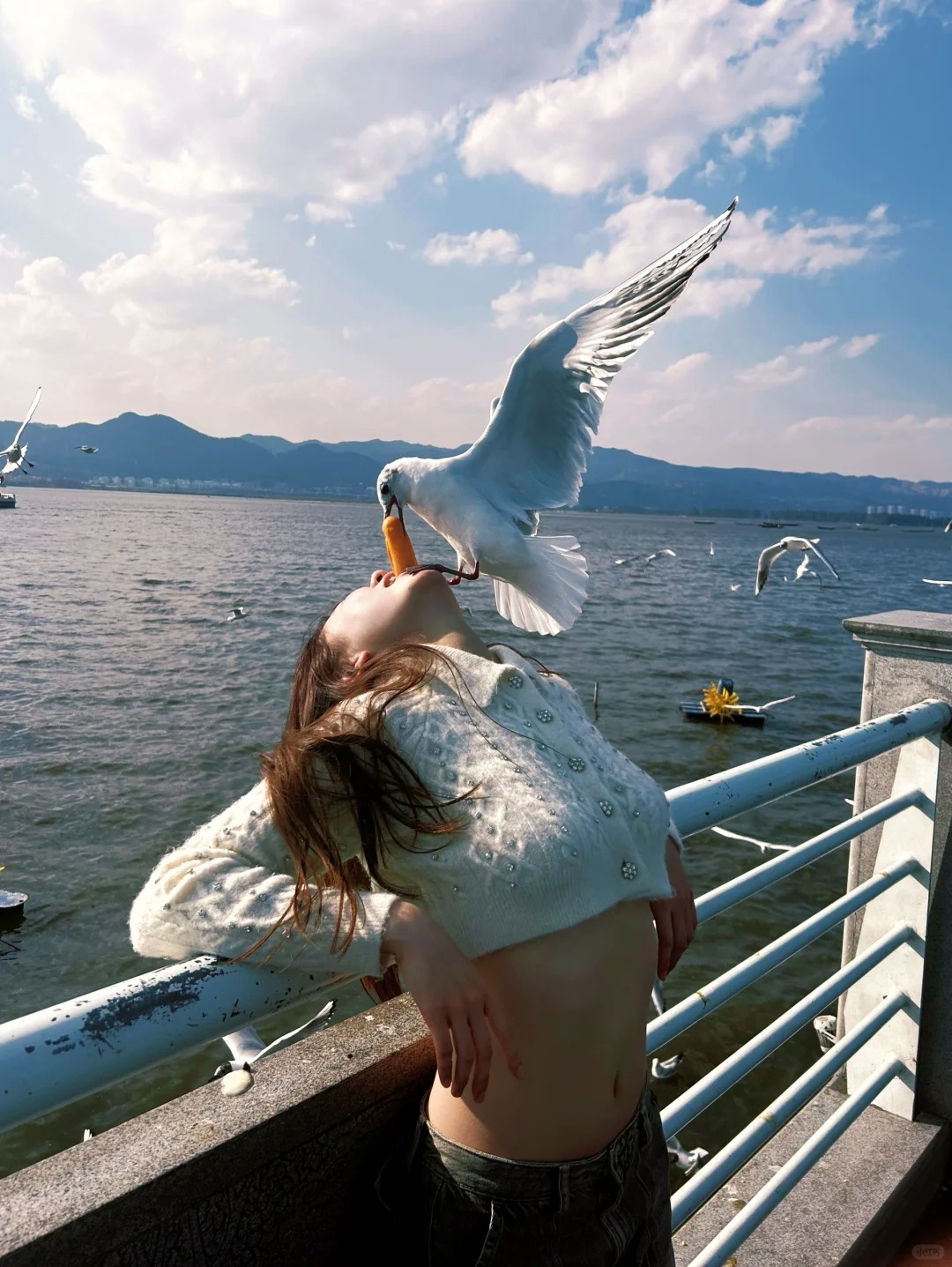 昆明的小精灵🧚
感觉今天的海鸥有点饱