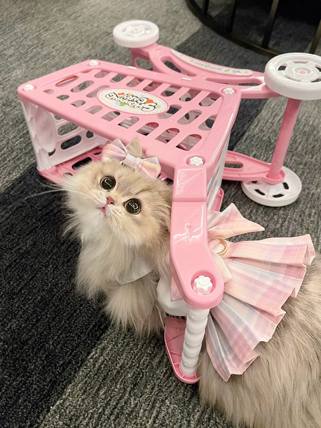 我的猫好可爱 想一脚把她踹飞💓૮꒰˶ฅ́˘ฅ̀˶꒱ა
麻麻踹翻小猫推车！麻麻坏