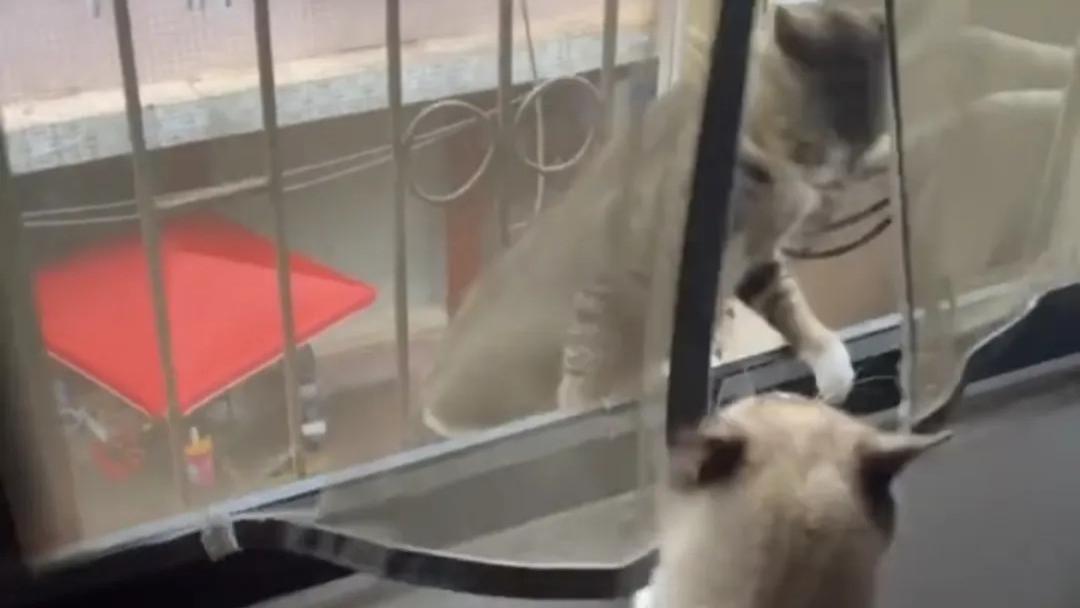 家猫因为嘴贱，而被流浪猫盯上跑家里来揍他。家猫：我就是欠揍！
