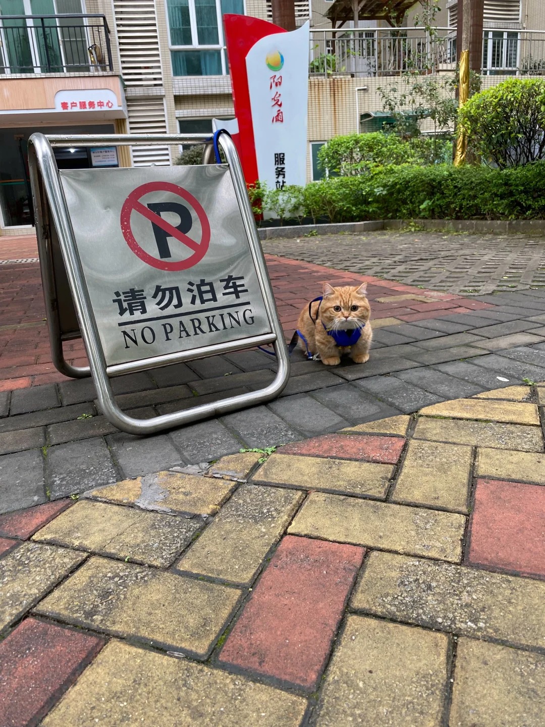 让你别停别停 你非不听
猫猫保安第一天上班
提醒您已进入监控范围
