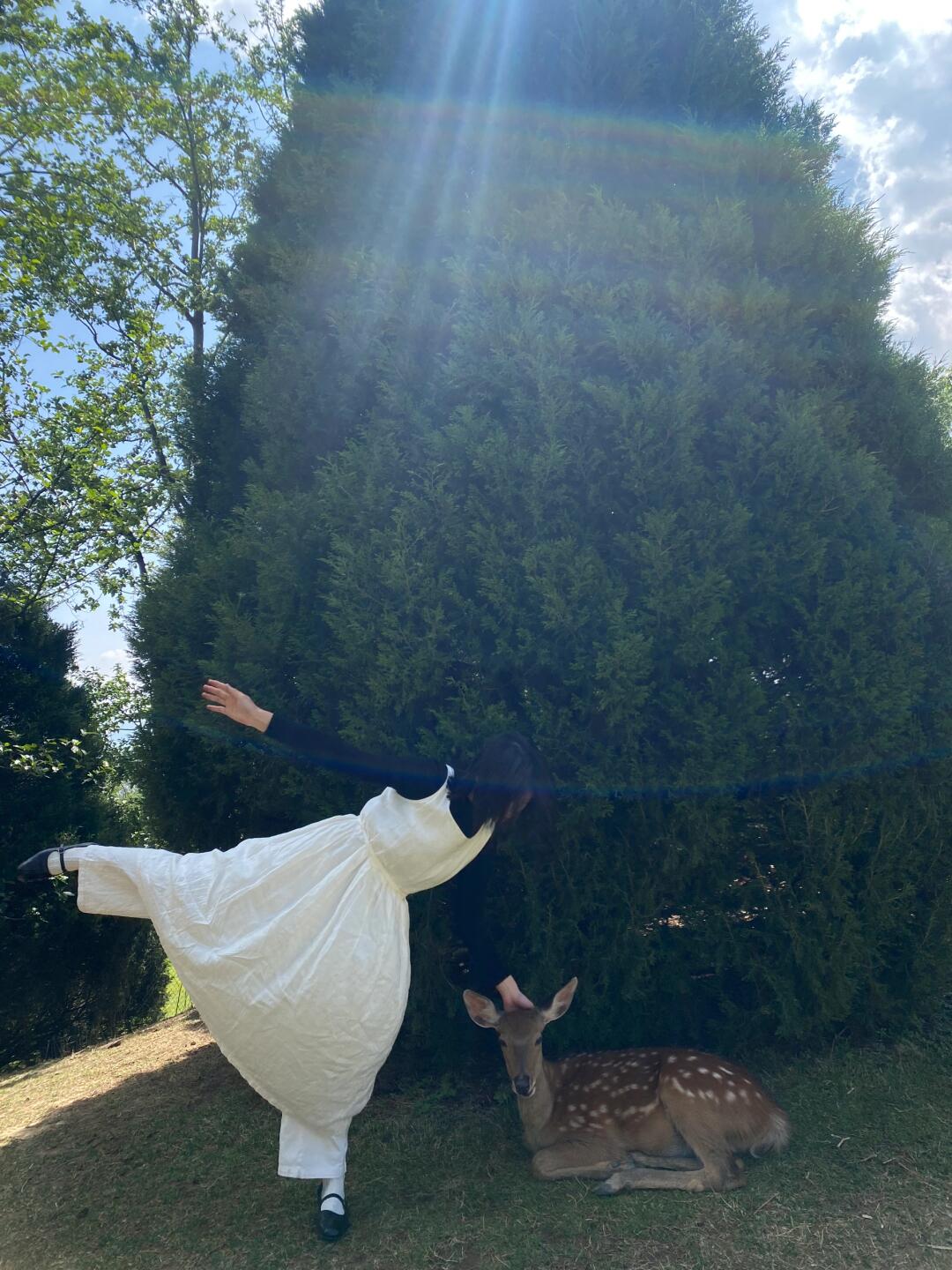 live图比照片更有生命力｜草原碎片🧩🦌🐏🌲