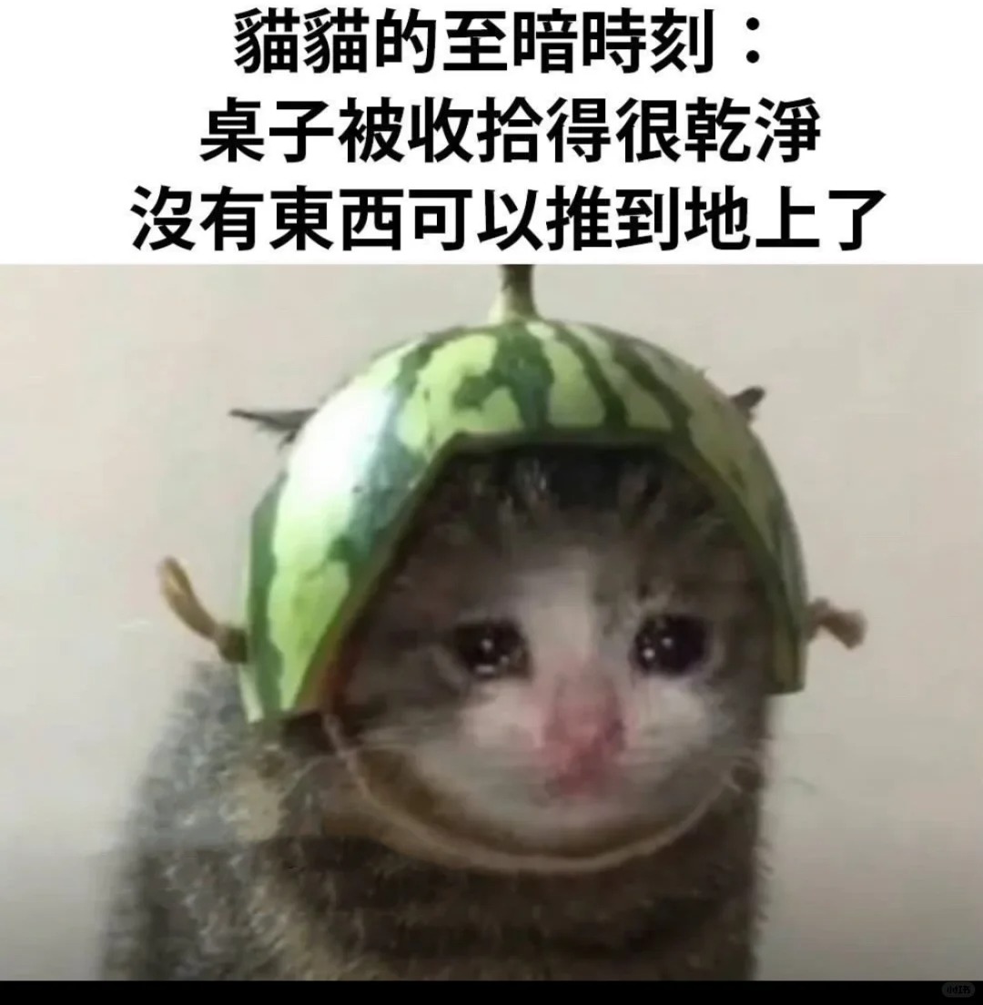 关于小猫咪的梗图🦴
introverted but willing to di