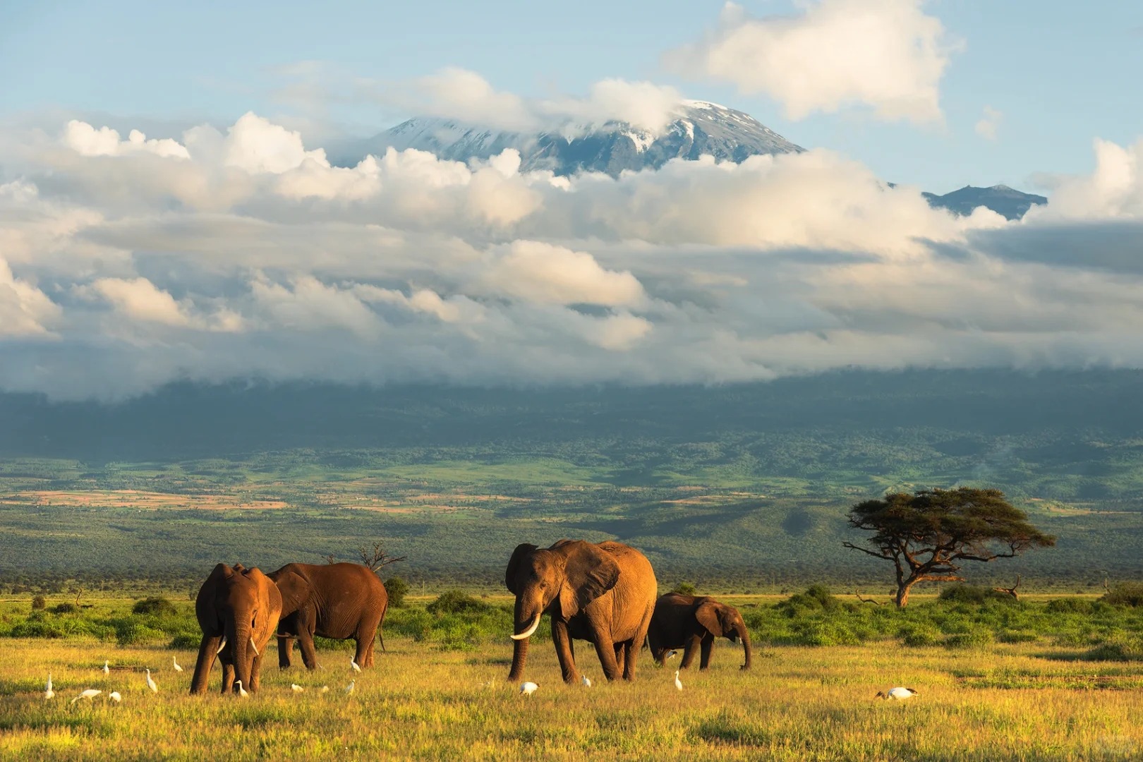 乞力马扎罗的雪🏔️
📍肯尼亚安博塞利 Amboseli

在肯尼亚安博塞利，