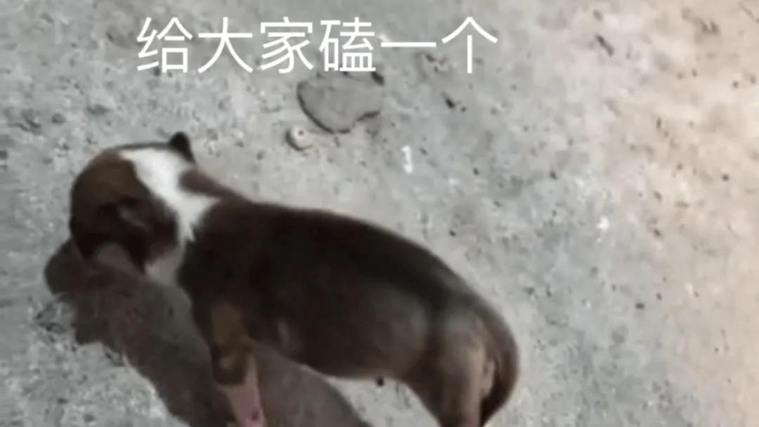 这小狗怎么死去活来的？一会儿死，一会儿活，想笑又感觉功德没了