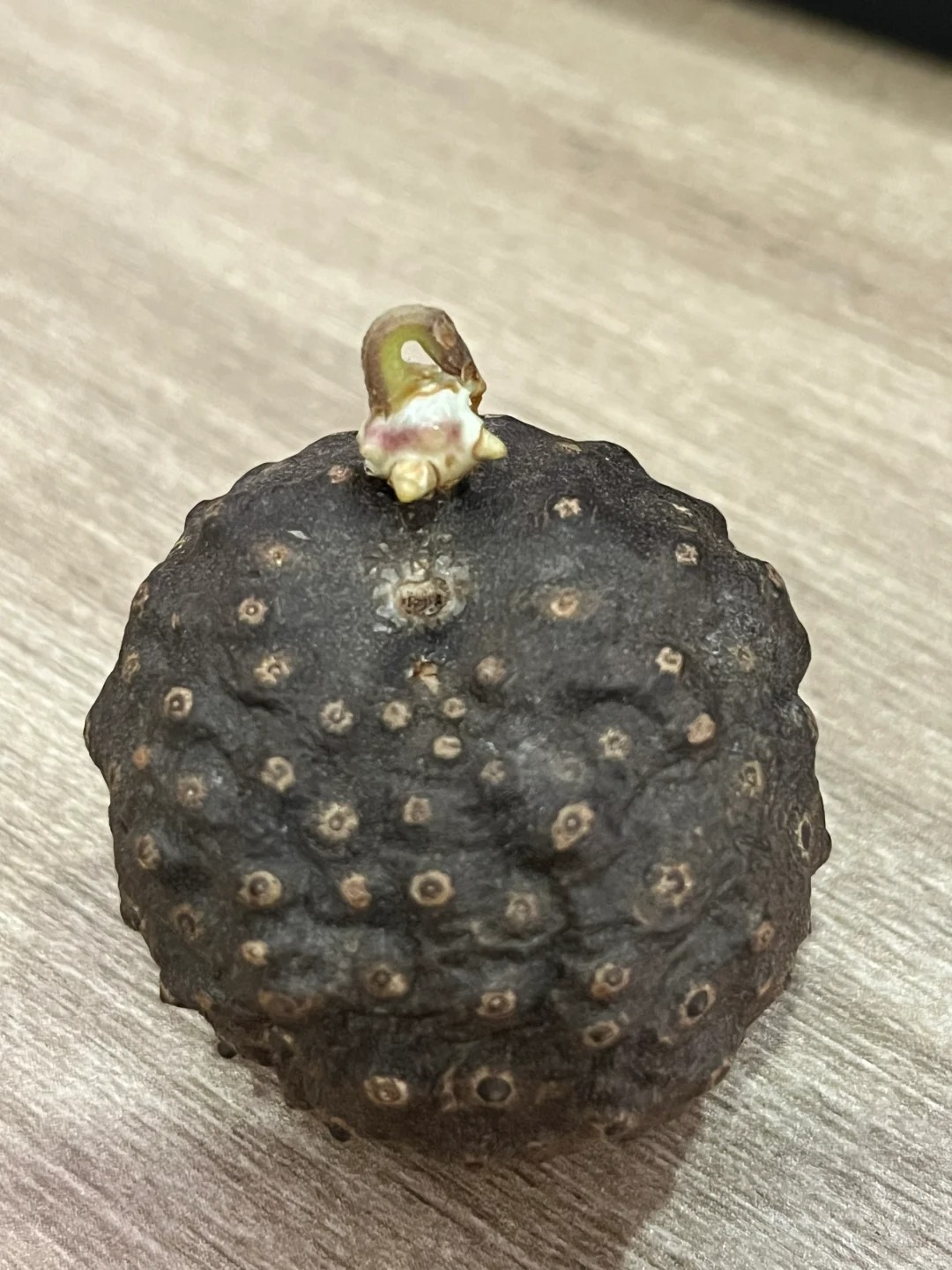 去年10月1号在重庆洪崖洞的坡上 捡的费列罗
捡了两颗   送了一颗给当时的cr
