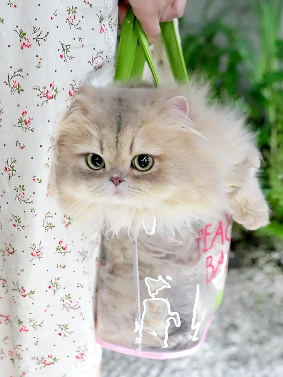 原则上是不让小猫进袋子里的
因为会有ee想直接提走