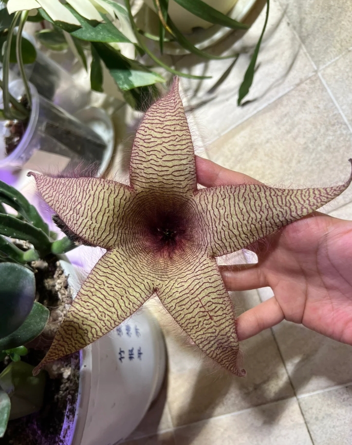 问问UC的网友们，你见过比这个还丑的花吗？