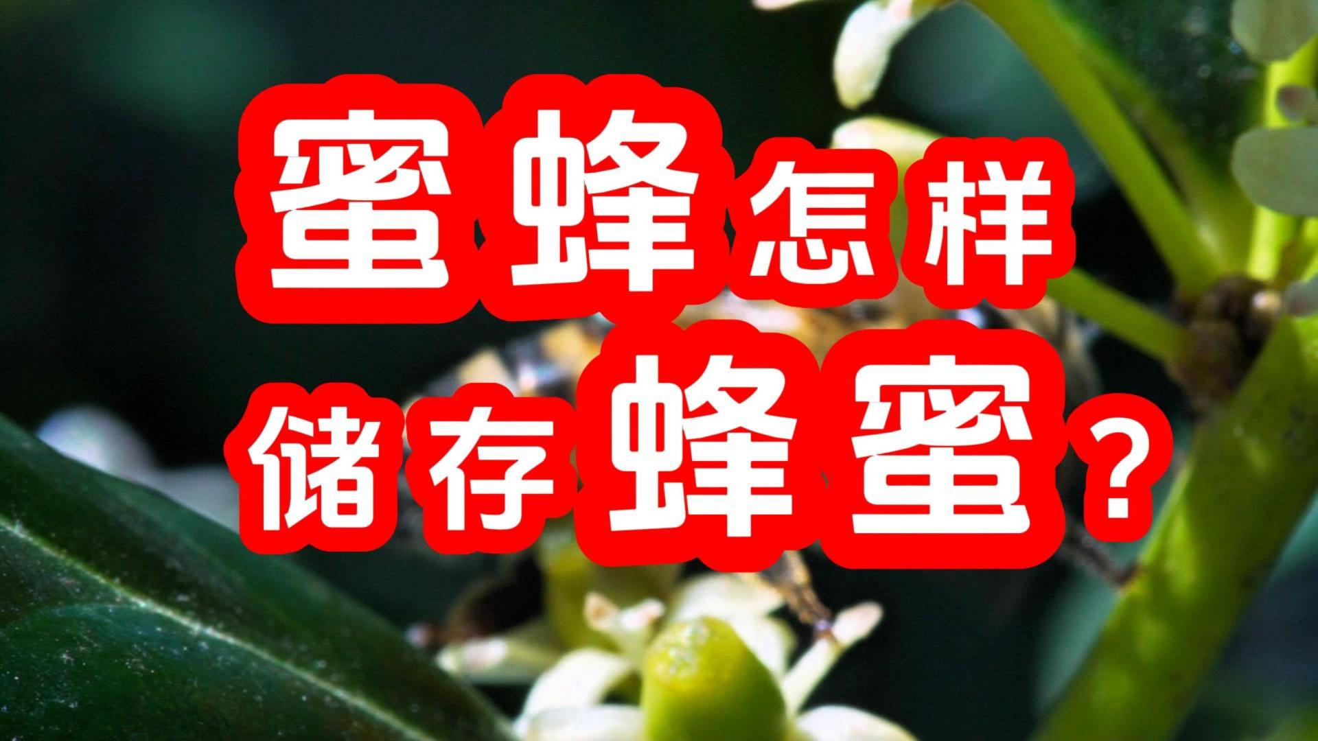 蜜蜂怎样储存蜂蜜？【蜂蜜超市】