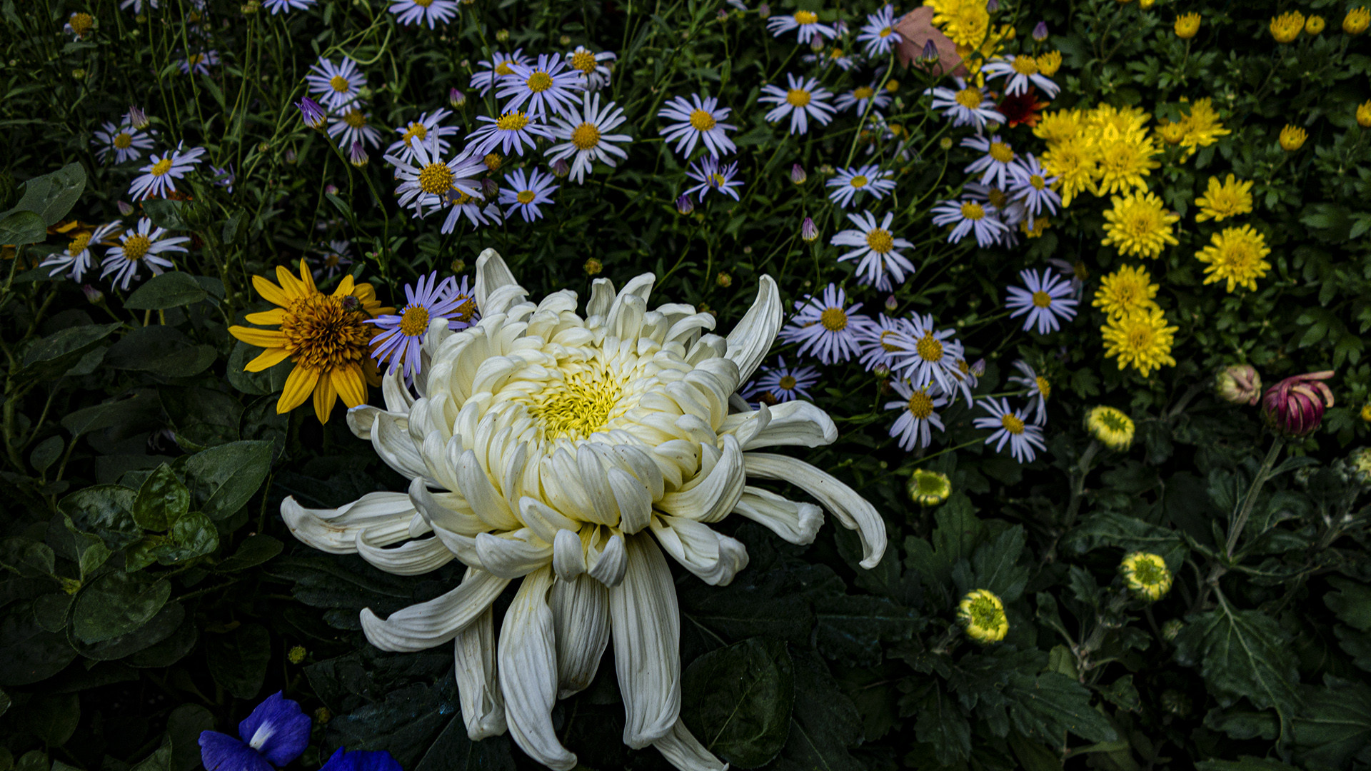 看菊赏秋、畅游美丽盛景·武汉第41届金秋菊展中山公园展区掠影