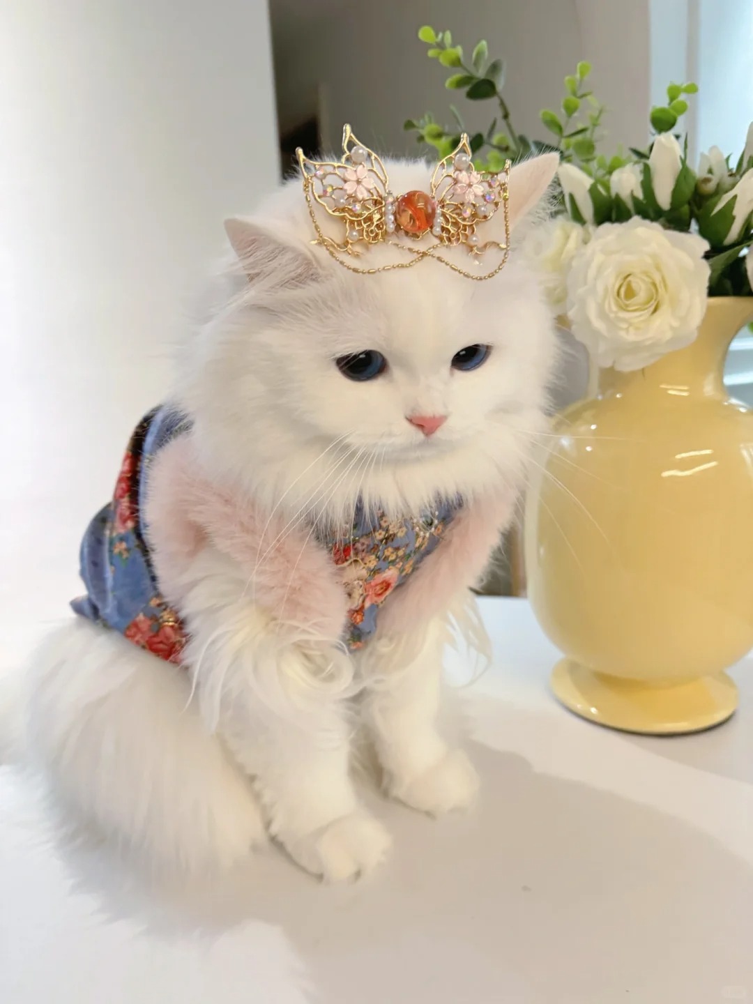 返工第一天被送了回来
老板说喵一脸不乐意的样子，还是回家吧，委屈巴巴🥺假期咋过