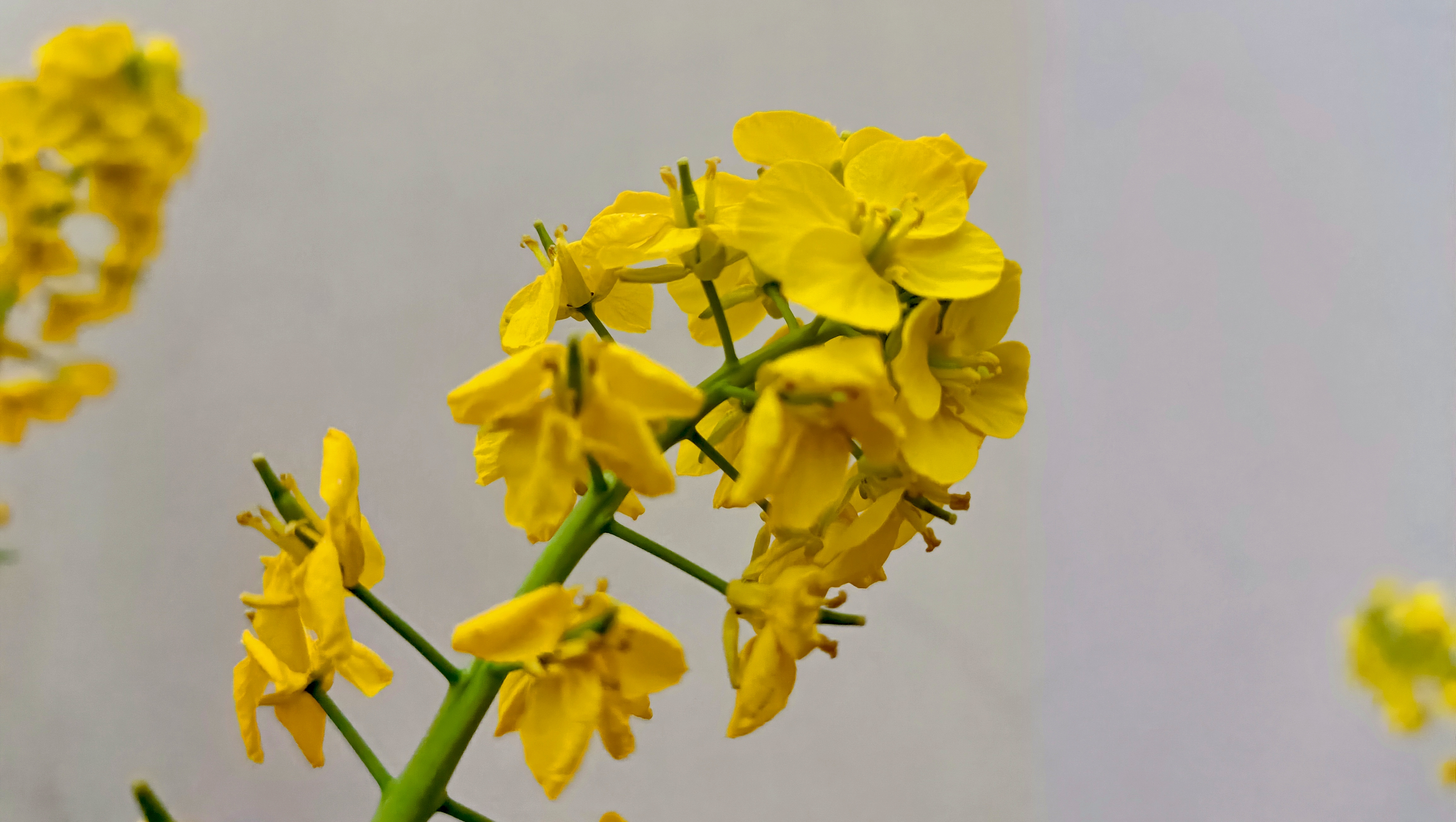油菜花开春意闹