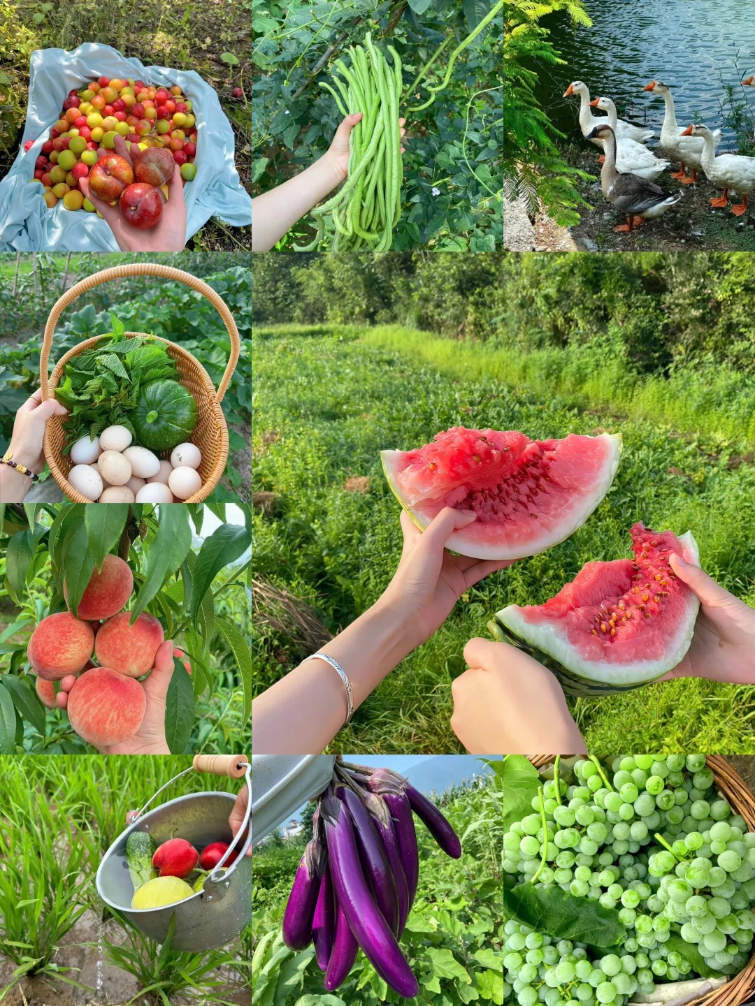 不开心了就到老家走一走🍉🍒🍑
老家真的超级治愈，田间地里头走走，仿佛一切烦
