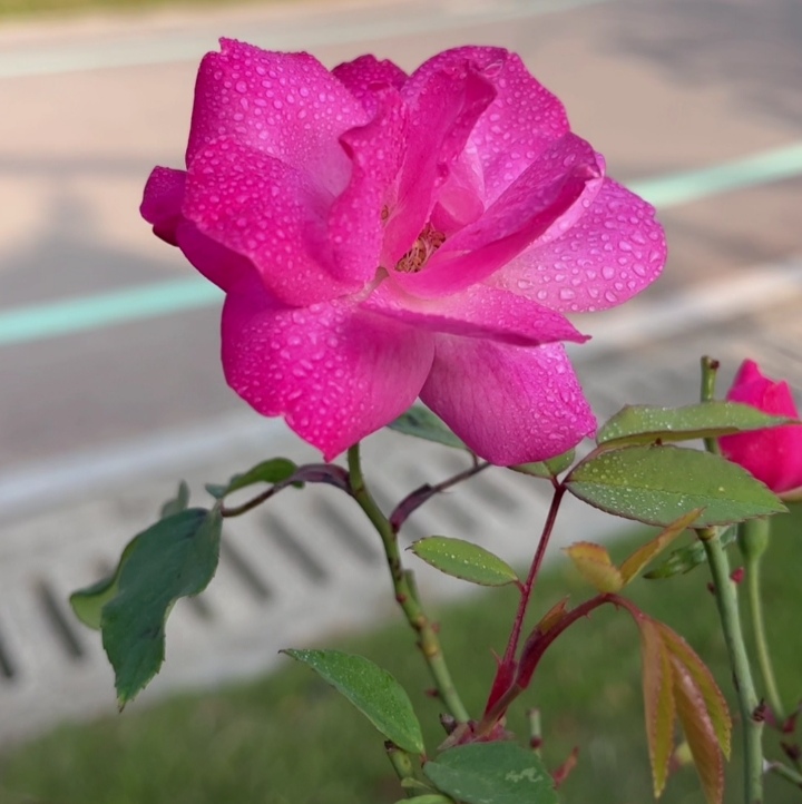 冬日晨曦中的月季花