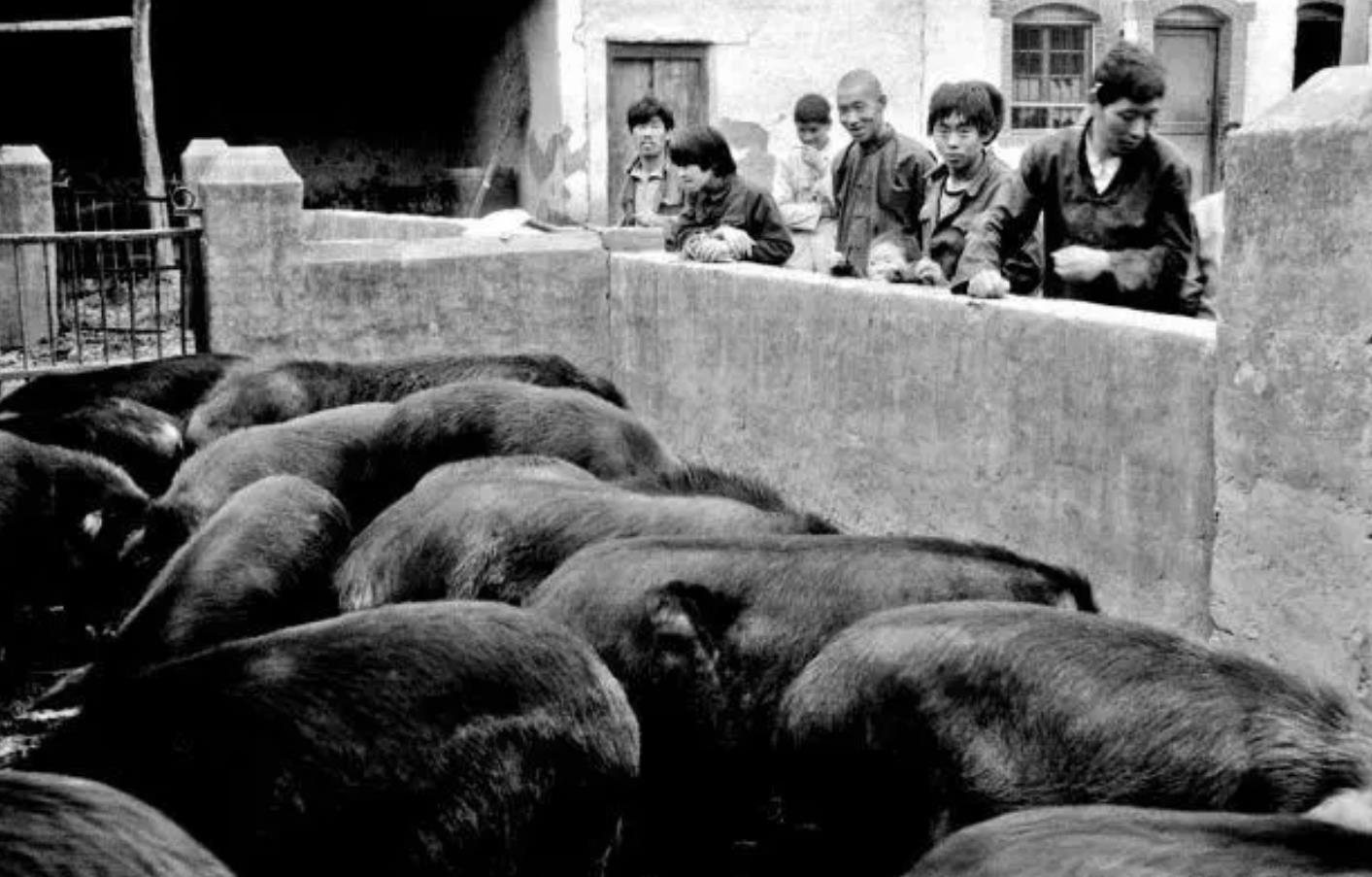 淞沪会战名将马士弘，在 1956 年生猪押运中立新功
