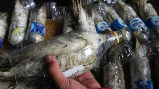 为了躲避海关，自私商人狠心将它们塞进塑料瓶，让人愤怒