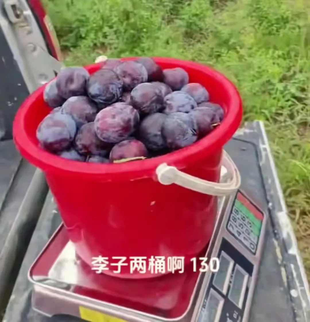 “抓贼的最高境界！！”山东济宁，男子去果园，发现有2个大妈拿着水桶，在偷摘他家李