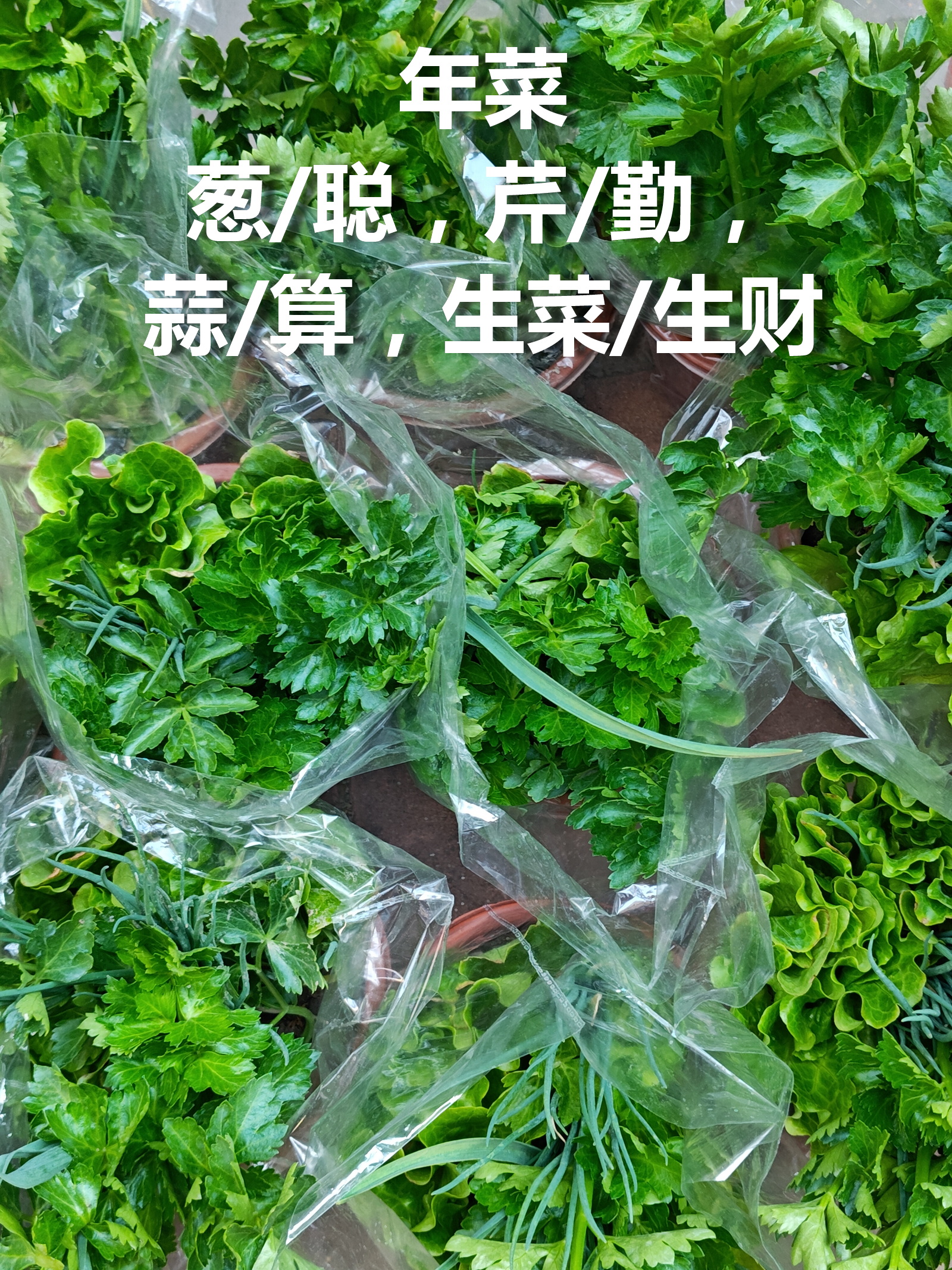 【年菜】广州的“年菜”又上市了。葱—聪，蒜—算，芹—勤，生菜—生财，红萝卜—彩头