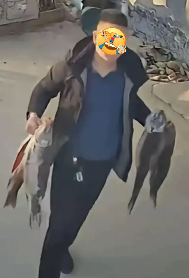 
开着奔驰车跑去偷人家晾在门口的鱼，也真是没谁了。
车主恐怕万万没想到，人家就算