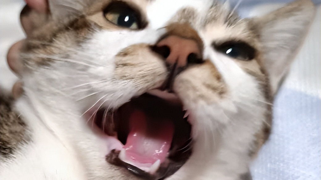 古代没有狂犬疫苗，被狗咬了怎么办？老祖宗的智慧真是让人折服