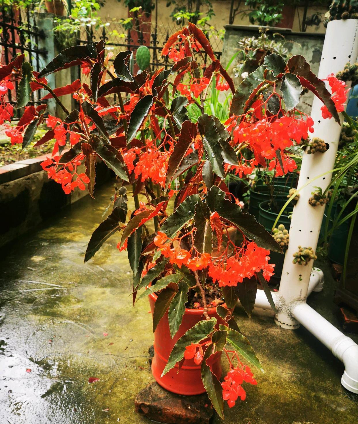 

龙翅秋海棠，竹节海棠的一个变种，耐阴性很好，能适应半阴的生长环境，适合在封闭