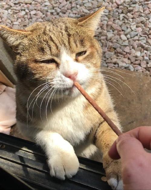 招财又旺家，这些猫咪品种你养对了吗？玄猫、大胖橘领衔上榜！