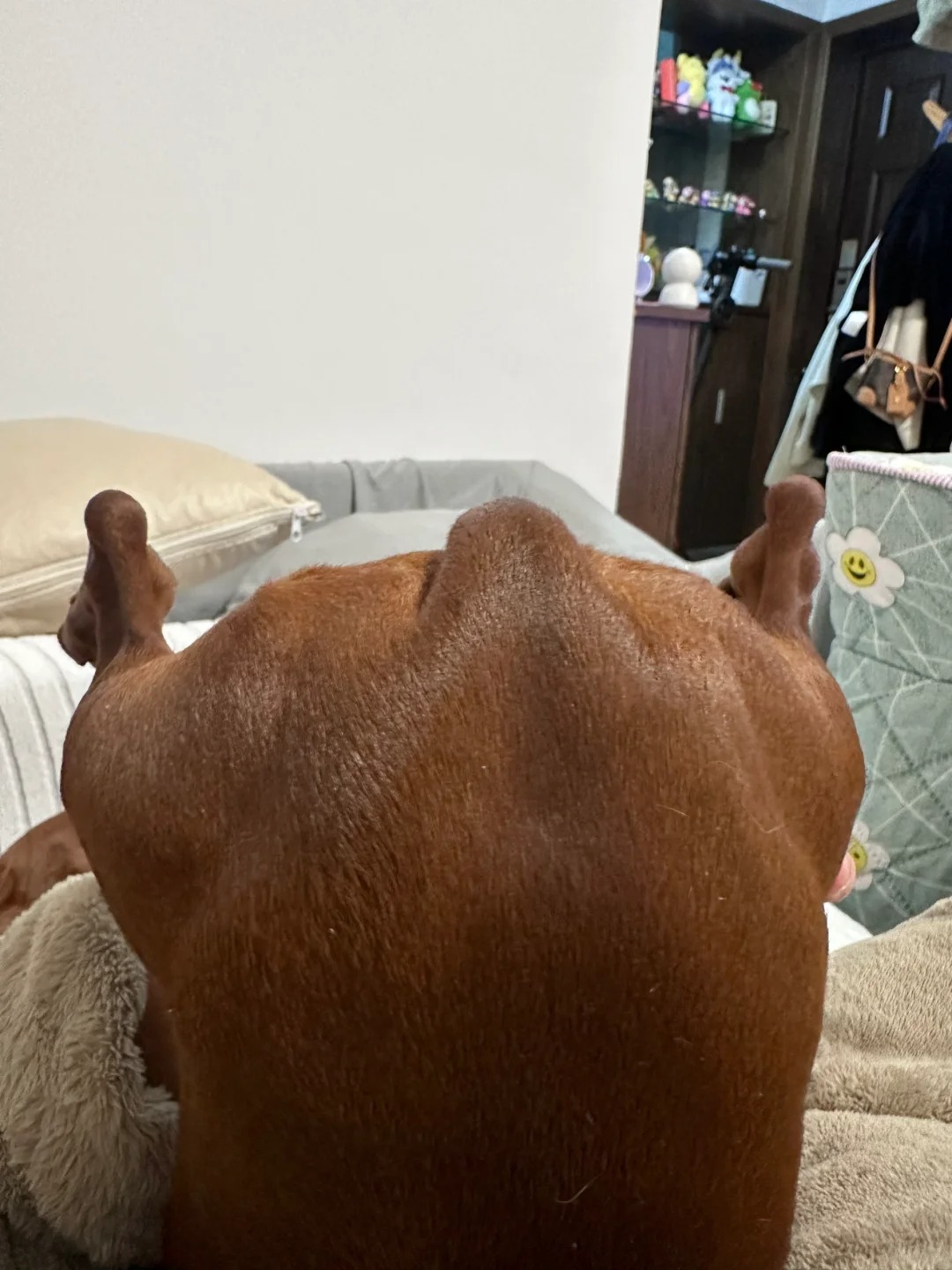 有没有喜欢吃烧鸡的？
正宗腊肠大烧鸡，酱油刷的足足的