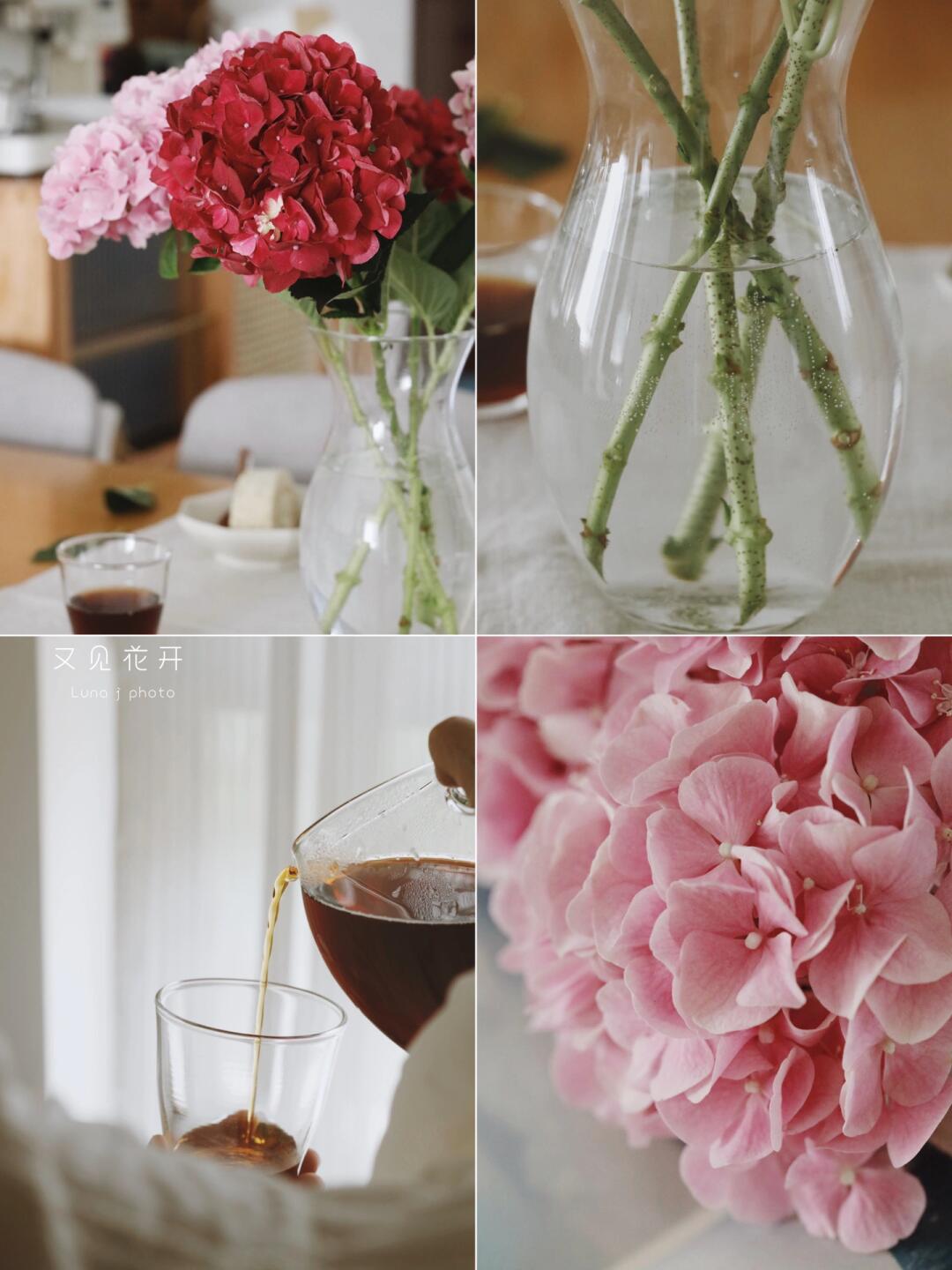 跟妈妈一起的365日｜绣球花在盛开着