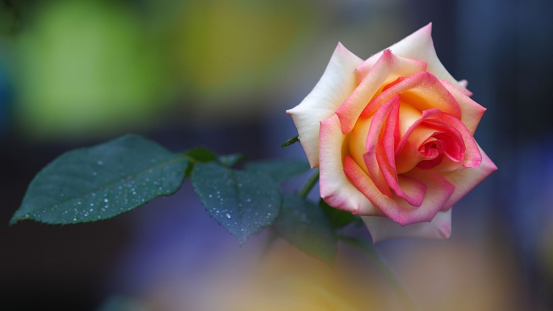 生肖羊的人特别靠谱，条理分明，你对他人的行为思想非常谨慎，你是我心上一颗万年青，